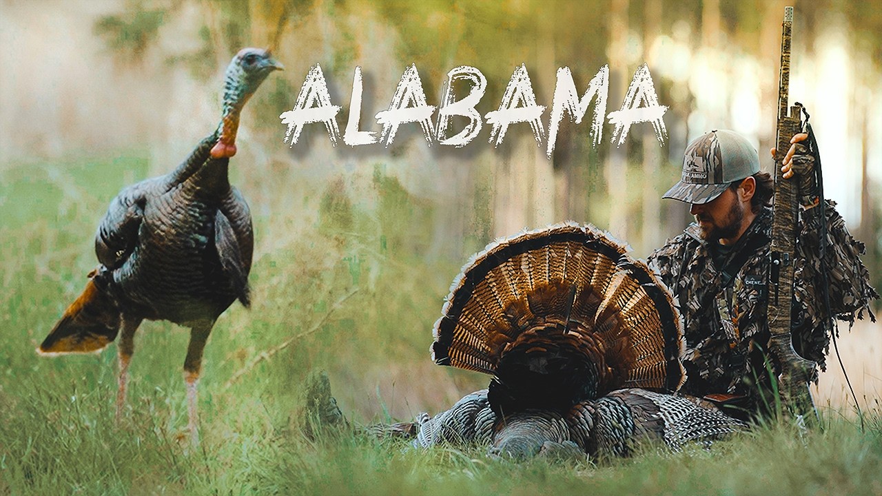 CALLING IN TWO HOT AFTERNOON GOBBLERS | Alabama Turkey Hunting | They came FAST 