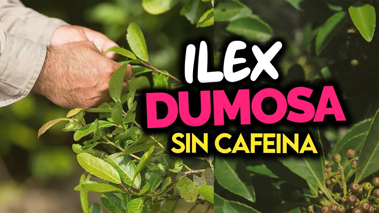 EL EXTRAÑO CASO de la Yerba, que no es YERBA