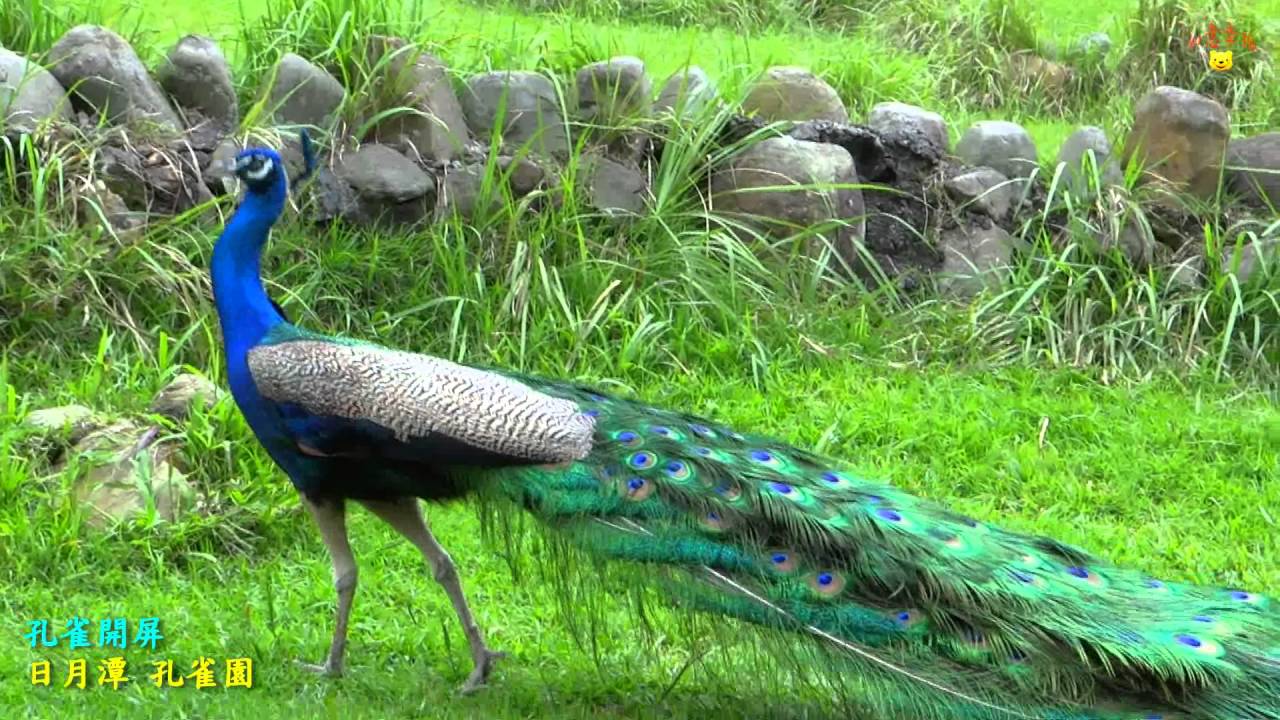 日月潭 ● 孔雀園 - 孔雀開屏 / 短片