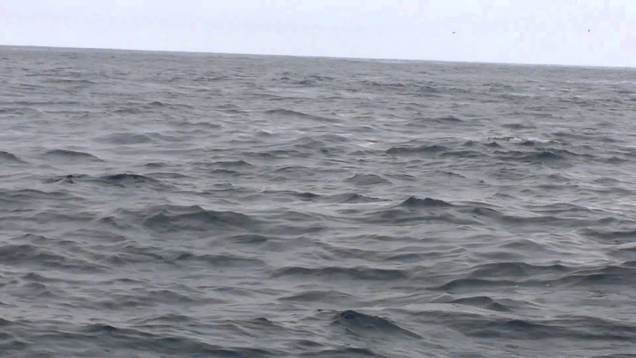 Dolphins at Skellig Michael on Wild Atlantic Way