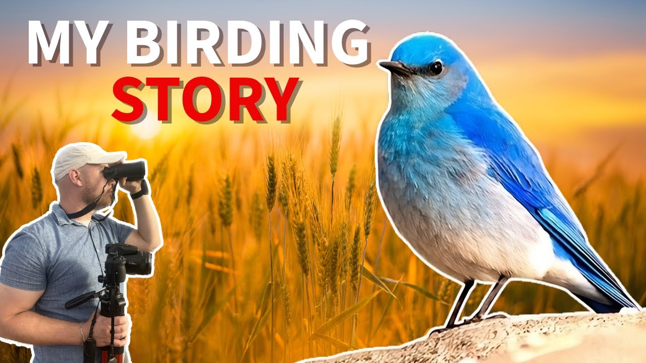 How the Mountain Bluebird MADE me a birder
