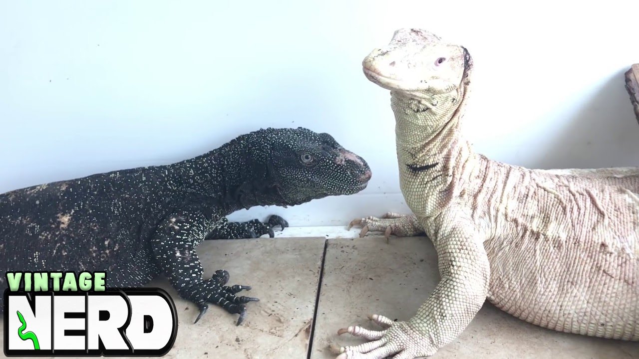 NERD STYLE  Lizard Psychology #2.