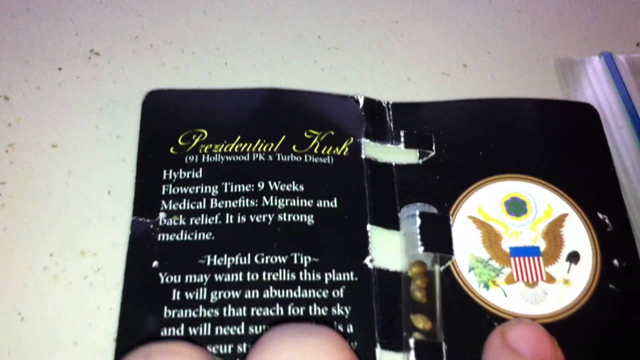 MTG Seeds Prezidential Kush Grow - Part 1