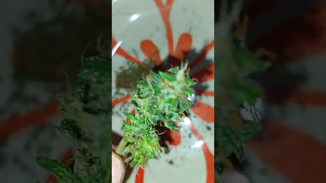 colheita lemon og kush