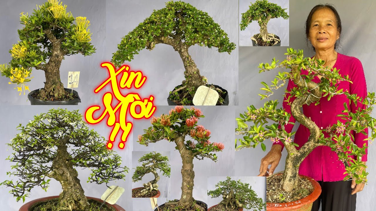 CÔ ĐÀNH | #0932865761 | SAM TRÁI RẤT GIÀ ĐẸP, SƠRI, TRANG SEN VÀNG ĐỎ, LINH SAM, MCT NU, SAM HƯƠNG..