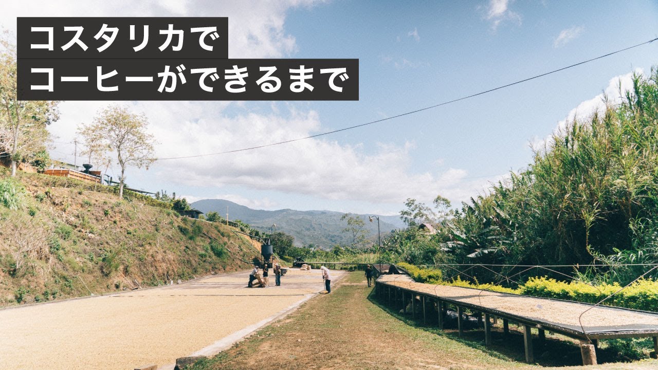 コーヒー豆ができるまで。コスタリカのカンデリージャ精製所に行ってきました。