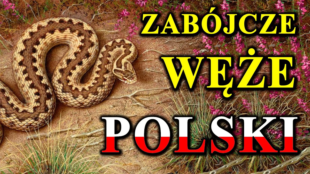 Każdy Polski Wąż Może Zabić? 🐍