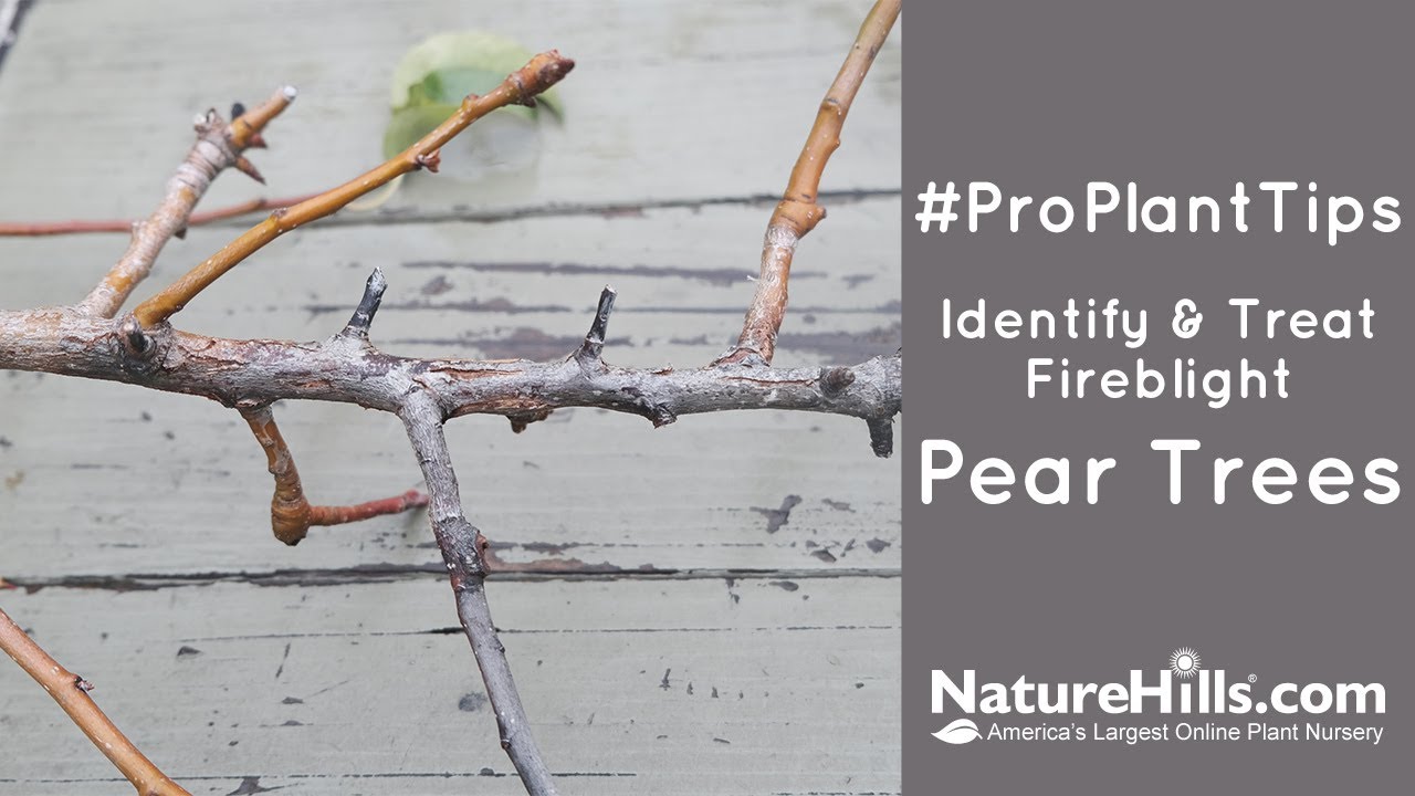 #ProPlantTips Identify & Treat Fireblight | Pear Trees
