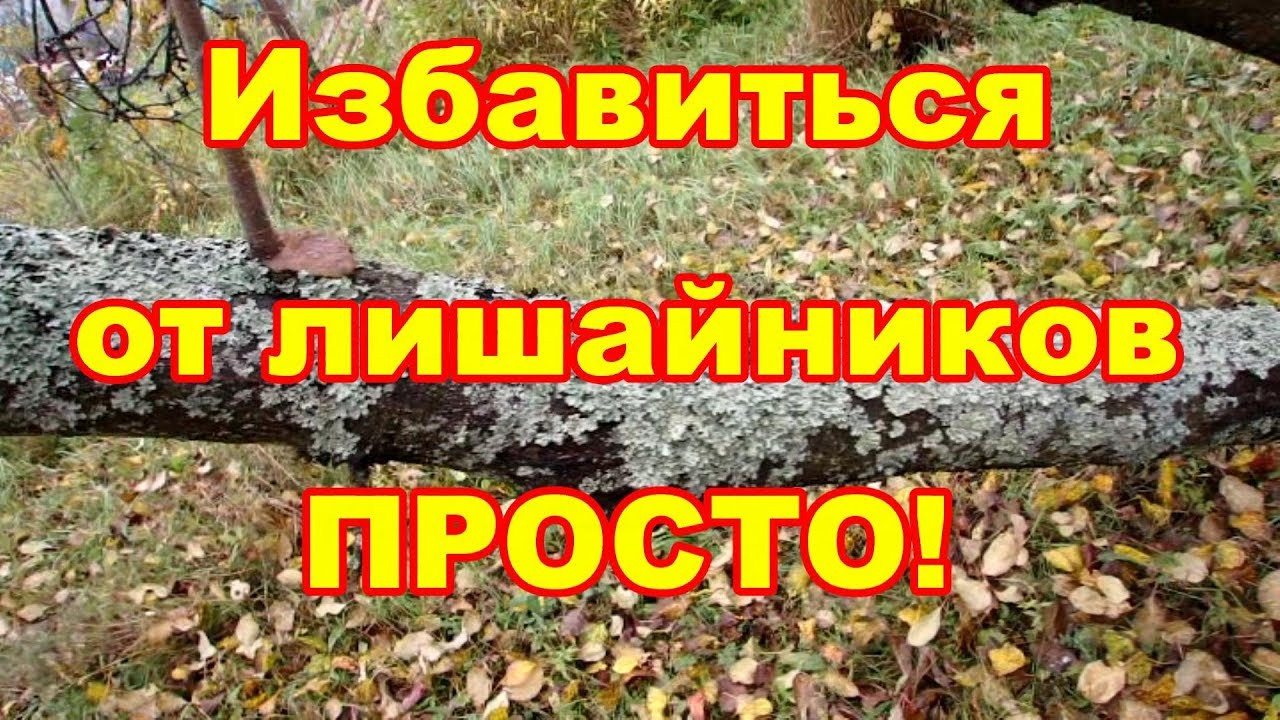Удалять лишайники с деревьев надо или нет и как это сделать лучше,обсуждаем в этом видео