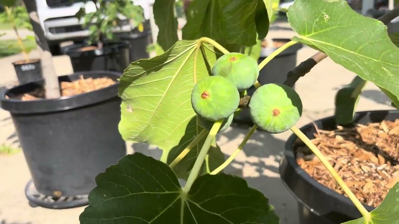 Early figs (and not so early figs) maincrop ripening July 11 2025