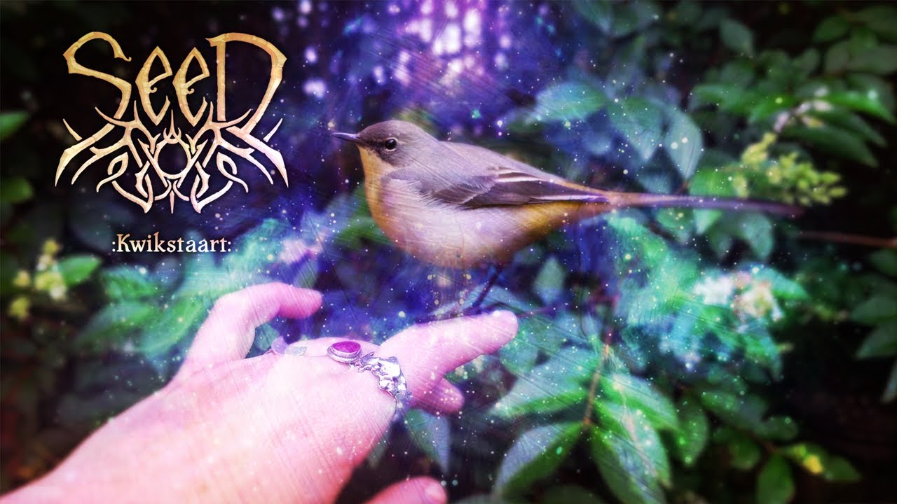 SeeD - Kwikstaart (Official Video)