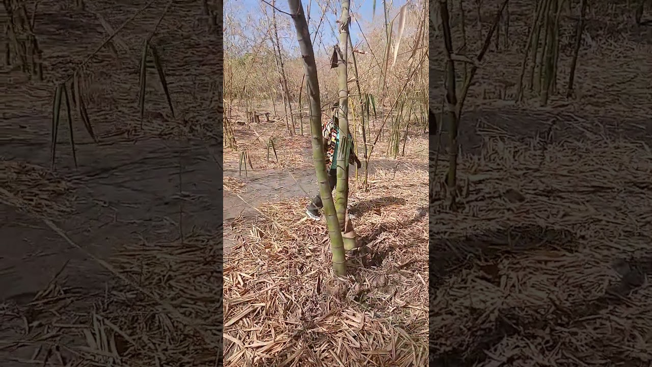 BAMBOO LOSES DUE TO HARSH CLIMATE 