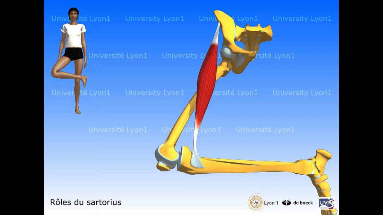 Sartorius et muscles de la patte d'oie (muscles de la cuisse)