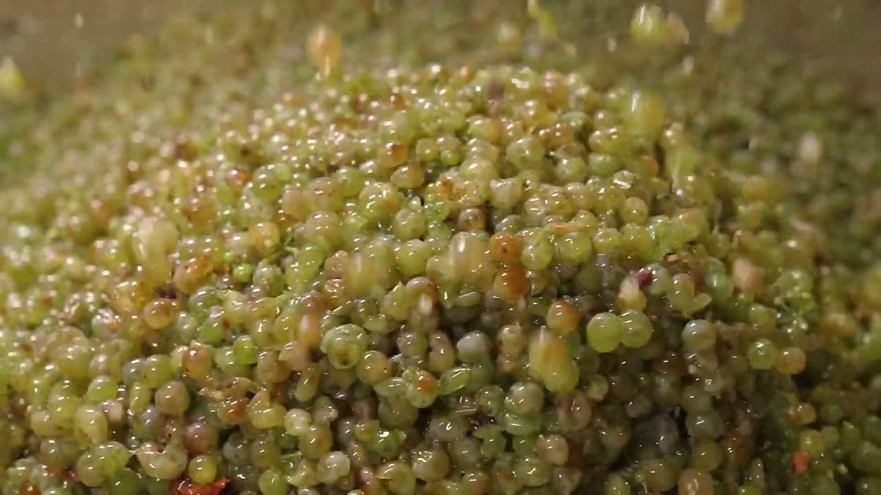 Tellurian Wines Harvest 2021 Proudly Featured by The California Wine Club