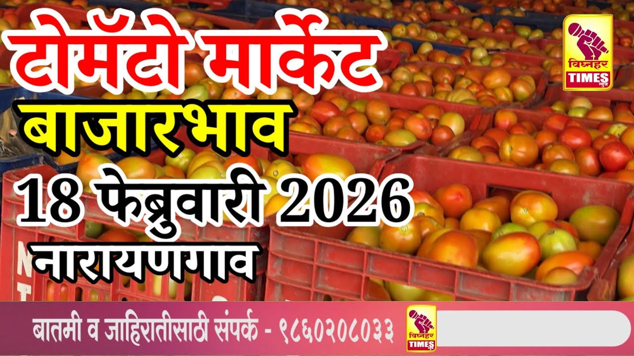 नारायणगाव टोमॅटो मार्केट l दिनांक 18 फेब्रुवारी 2026 रोजी पहा काय मिळाला बाजारभाव?