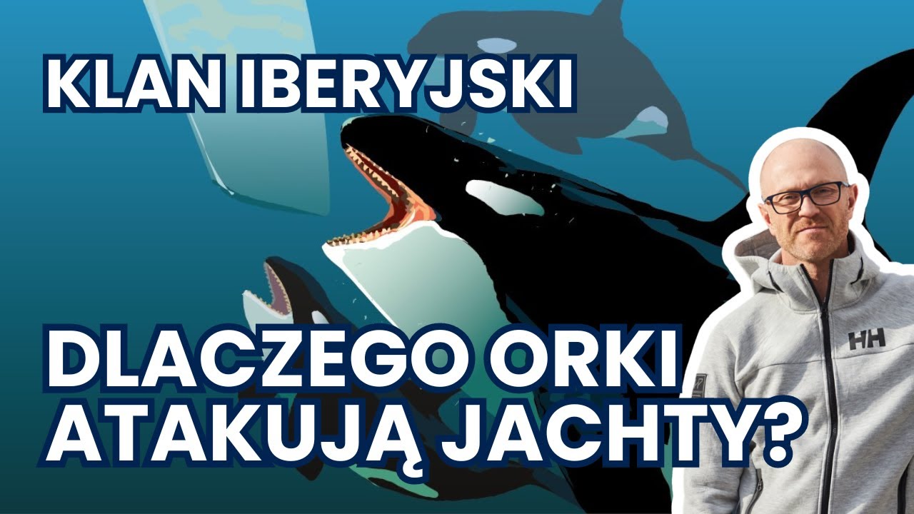DLACZEGO ORKI ATAKUJĄ JACHTY?