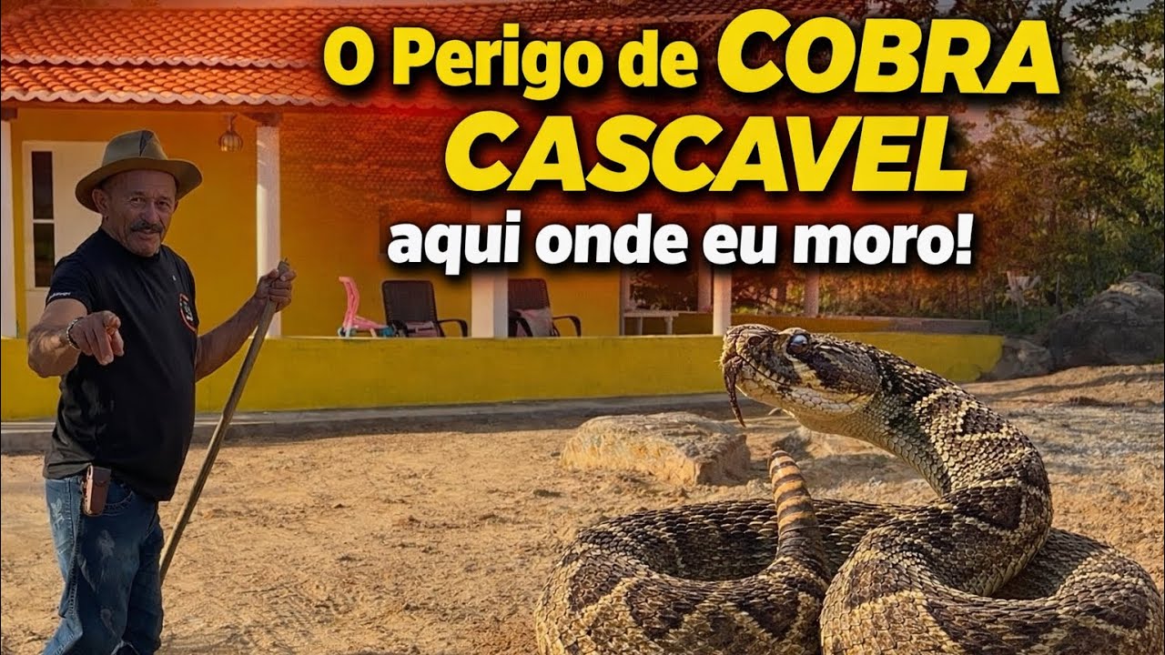 Tem muita cascavel aqui onde a gente mora