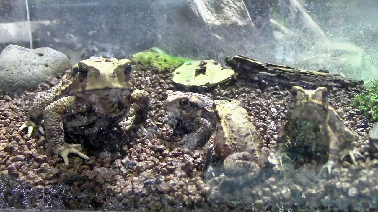 アズマヒキガエルの子供たち （井の頭自然文化園）Baby Eastern-Japanese Common Toad