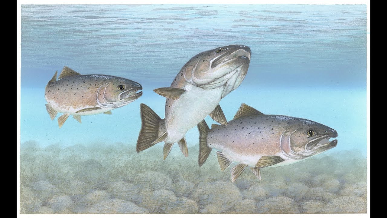 BLUEPRINT FOR AN ECOLOGICAL CIVILIZATION----EPISODE ONE; CALLING BACK THE SALMON