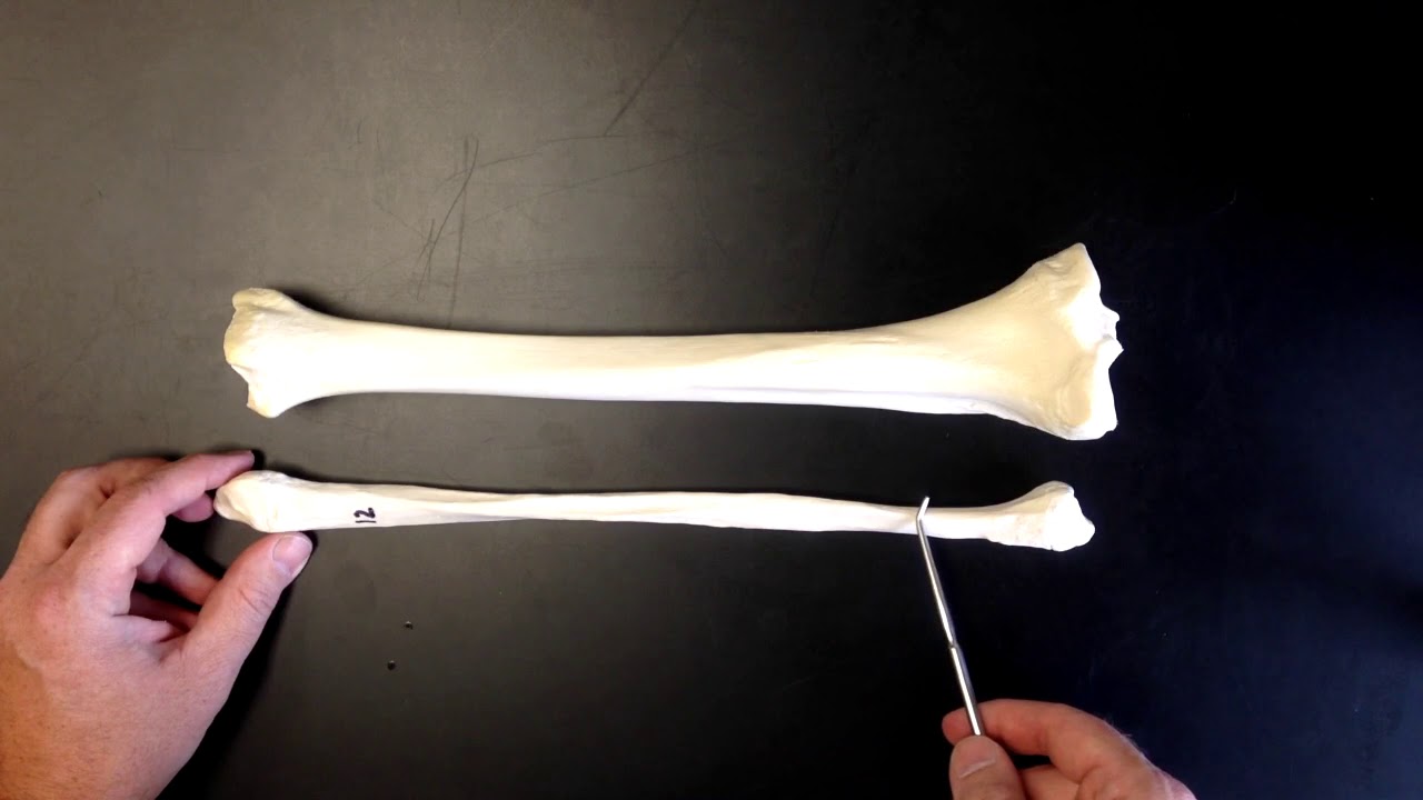 The Tibia and Fibula