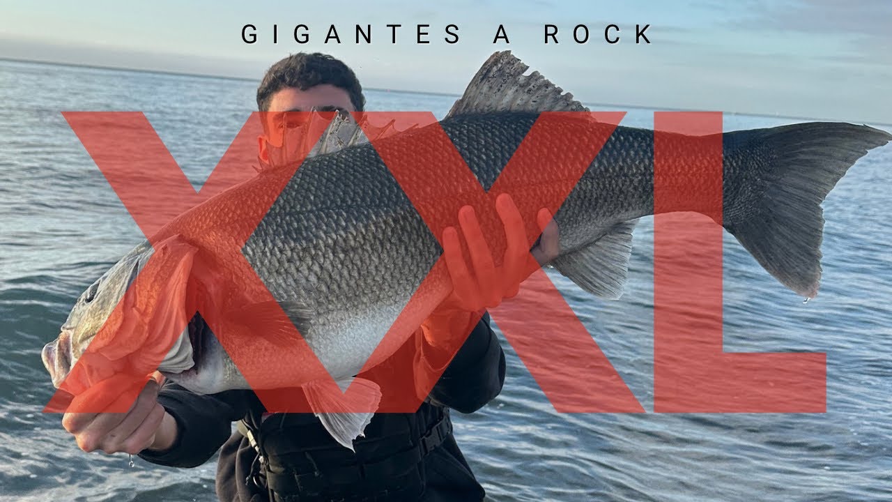 LUBINAS XXL A ROCKFISHING (ALACHING) nuevo r&eacute;cord.