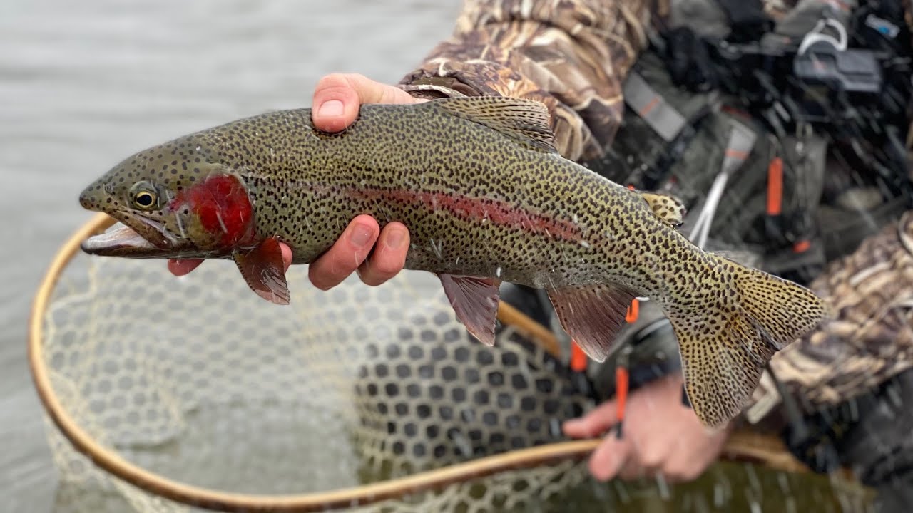 Frigid Day on the Ark (Fly Fishing the Arkansas River, Colorado)