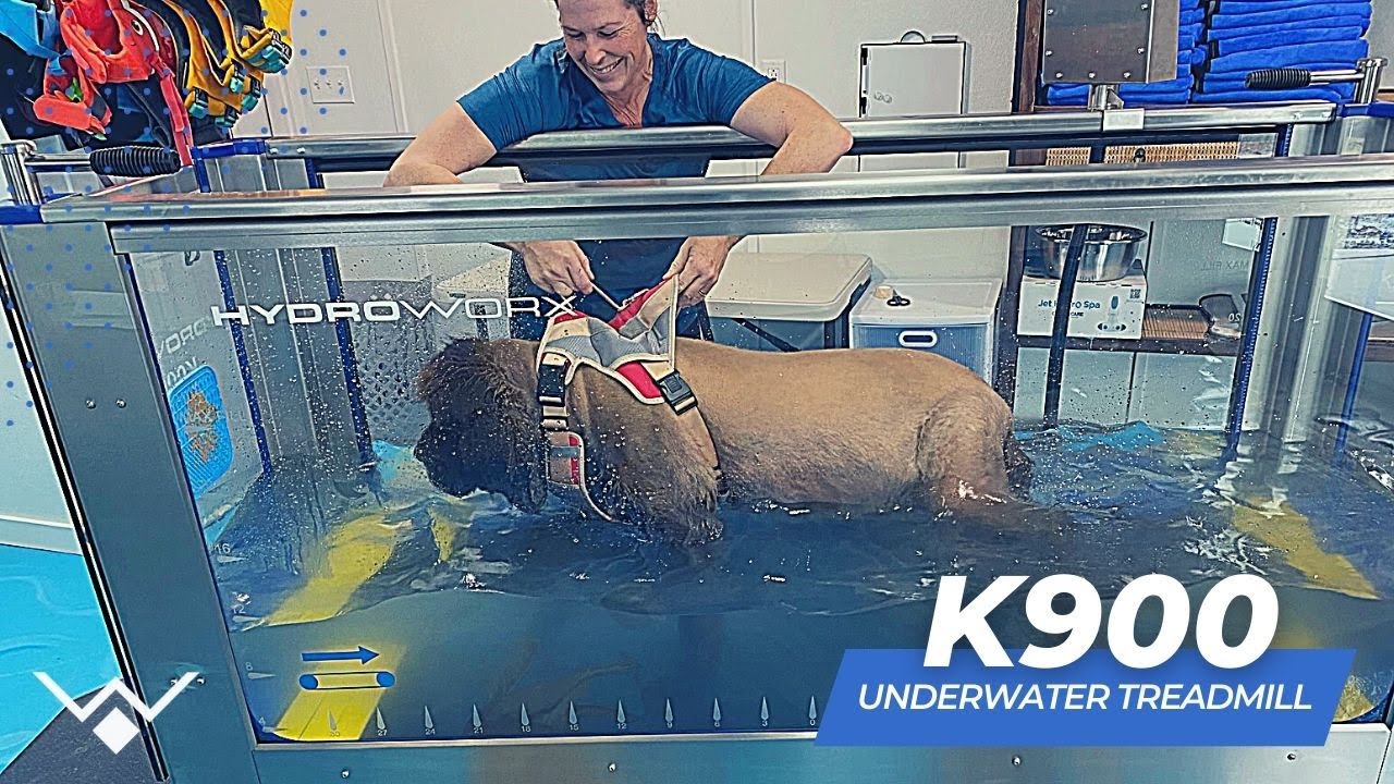 HydroWorx K900 | Underwater Treadmill for Veterinary Rehab