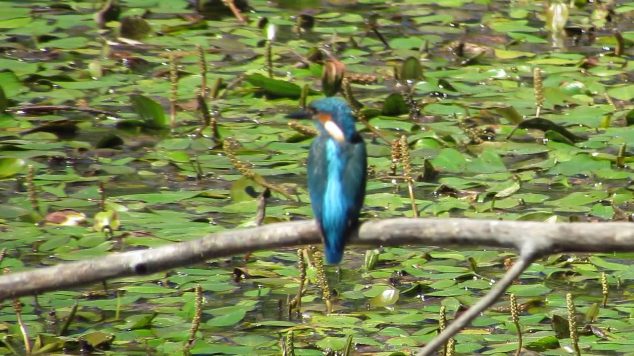 Oasi WWF Lago di Alviano