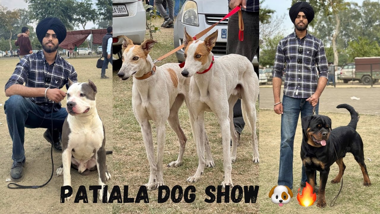 Patiala Dog Show 2025🔥BEST DOG SHOW ‼️ Cheapest puppy market 🐕 Exotic breeds in Patiala Punjab