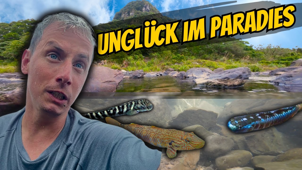 Der Fluss ist voll mit AQUARIENFISCHEN! 😱 | Sascha Hoyer Taiwan Vlog