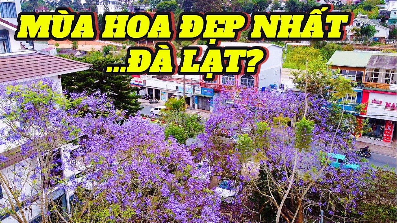 Phượng Tím Đà Lạt – Loài Hoa Khiến Cả Thành Phố Trở Nên Lãng Mạn