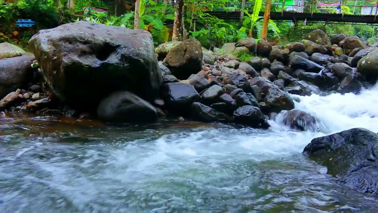 Nature Calming River Stream & Bird Sounds ASMR for Sleep 💧🐦
