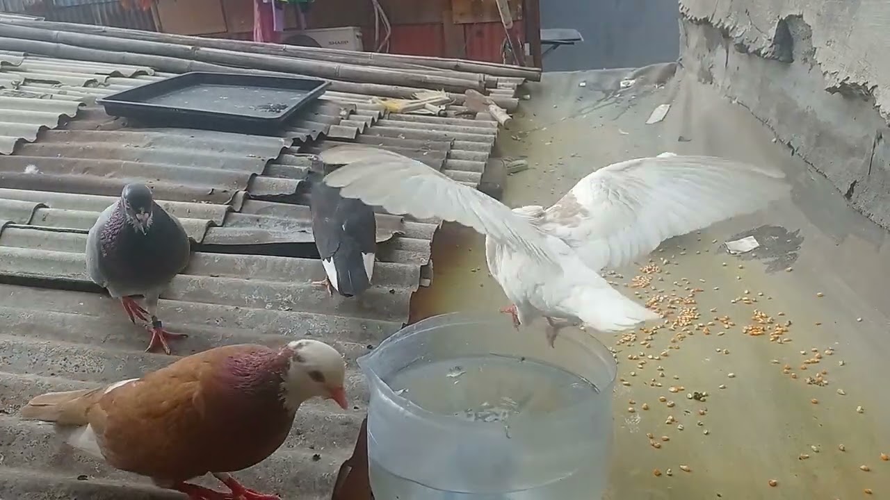 Allhamdulilah Burung Merpati Rumahan sya udh mulai ngerem anak2!..... nya udh pada mandiri 