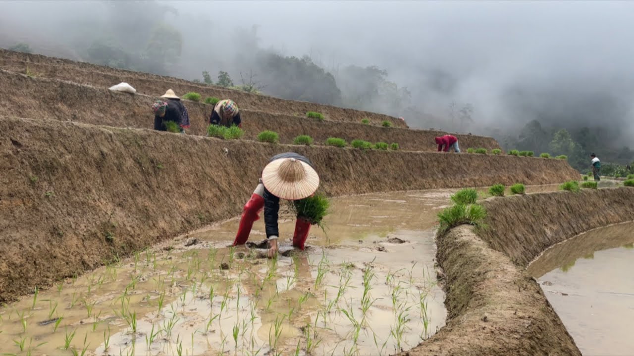 Cuộc sống vùng cao / Nhà A Chua cấy ruộng và bữa cơm gia đình đầm ấm  