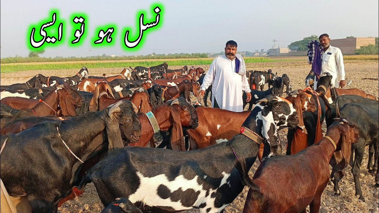 Genuine Amritsari Beetal Goats Of Biloo Gujjar - Goat Farming In Pakistan 
