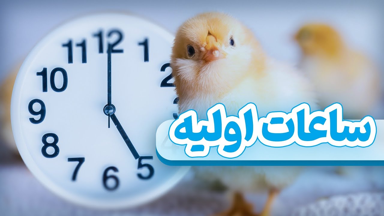 مدیریت ساعت های اولیه ورود جوجه گوشتی در سالن مرغداری