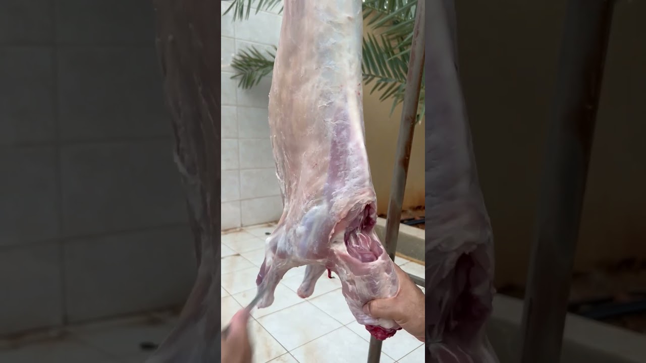 تيس بري تفصيل حضرمي🔥🥩