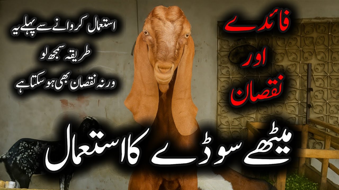 Bakri Ko Meetha Soda Dena Theek Hai Ya Nahi? | Fayde, Nuksan Aur Galtiyan Jo Har Palan Karta Hai!