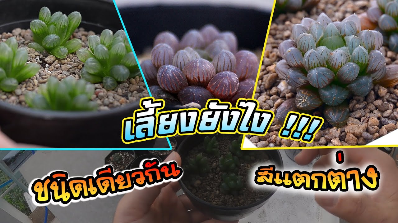 Haworthia ฮาโวร์เทีย หยดน้ำ ไม้อวบน้ำที่เลี้ยงง่าย เปลี่ยนสีได้ด้วย