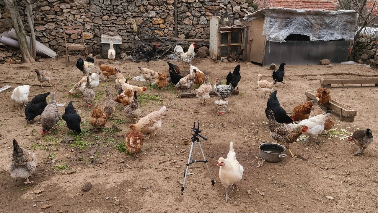 TAVUKLARA BOL BOL YEŞİLLİK | YARKALARLA TAVUKLARI BİRLEŞTİRDİK