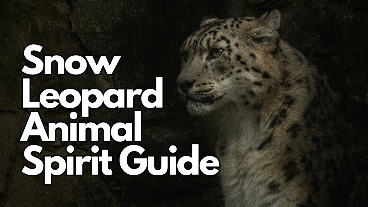 The Spiritual Meaning of the Snow Leopard: Embrace Solitude, Strength, and Inner Wisdom ❄️🐆✨
