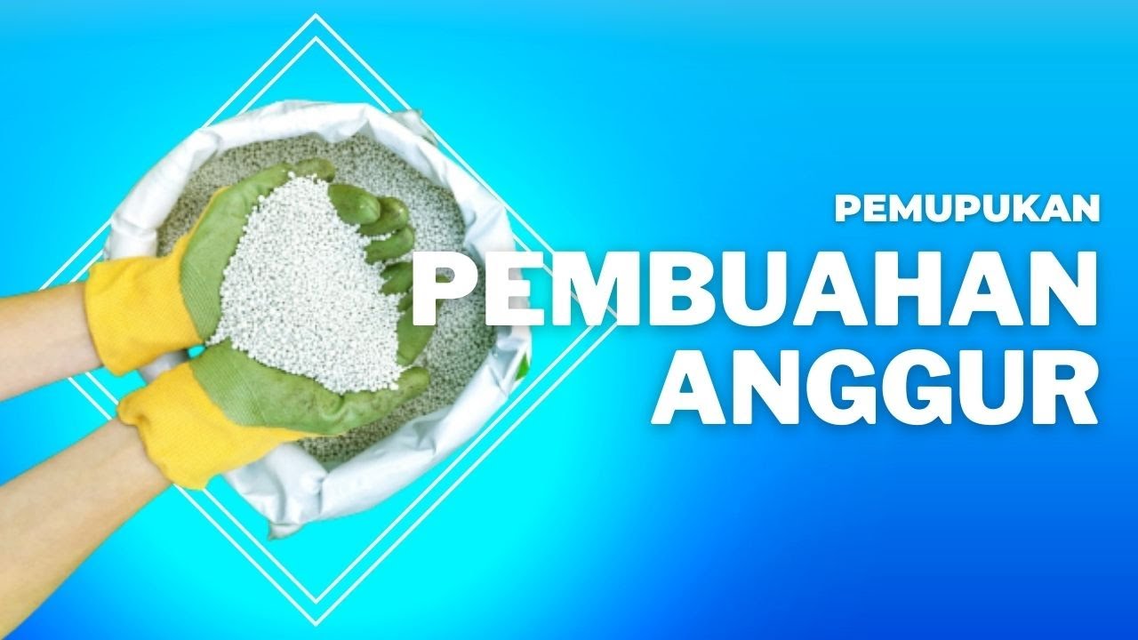 Pemupukan Anggur untuk Pembuahan