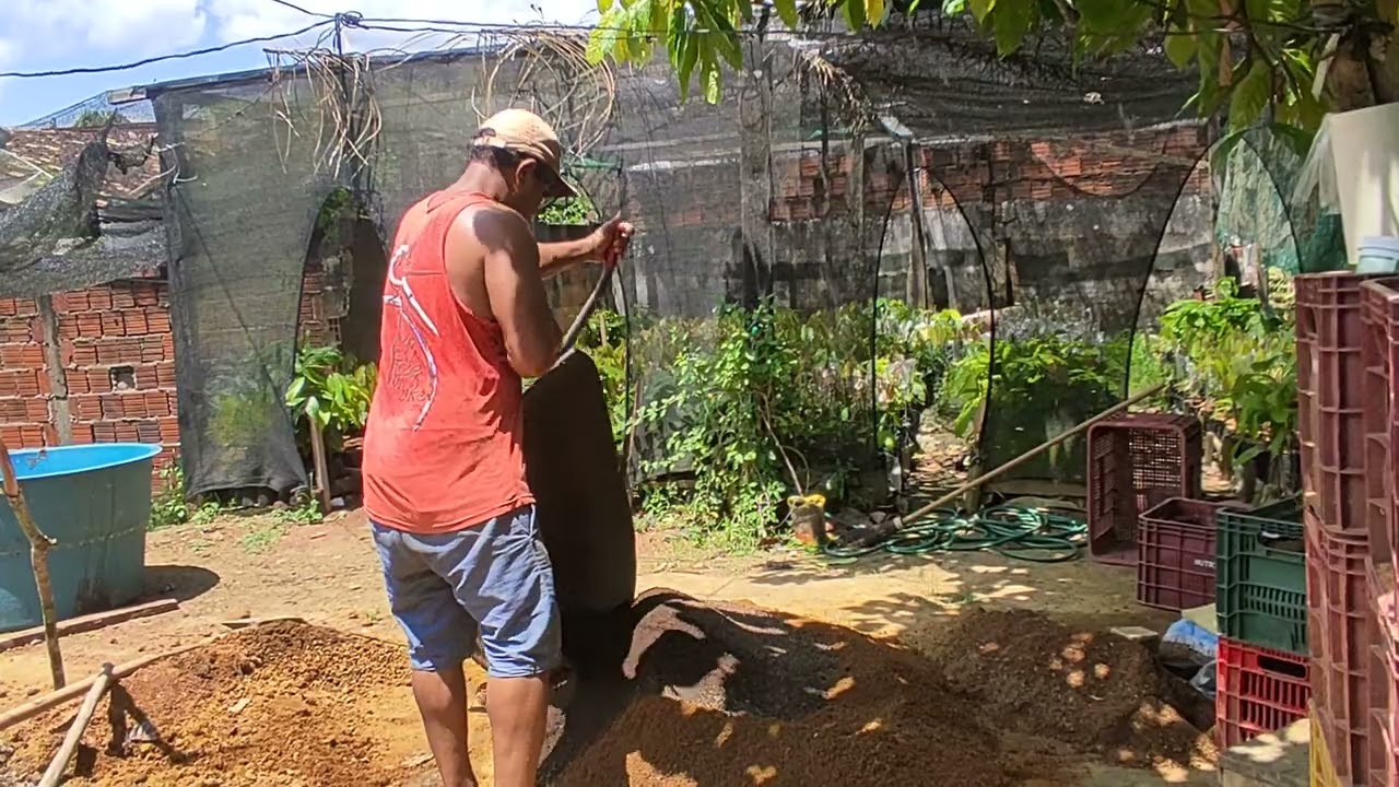 como formar o terriço para fazer mudas de cacau.