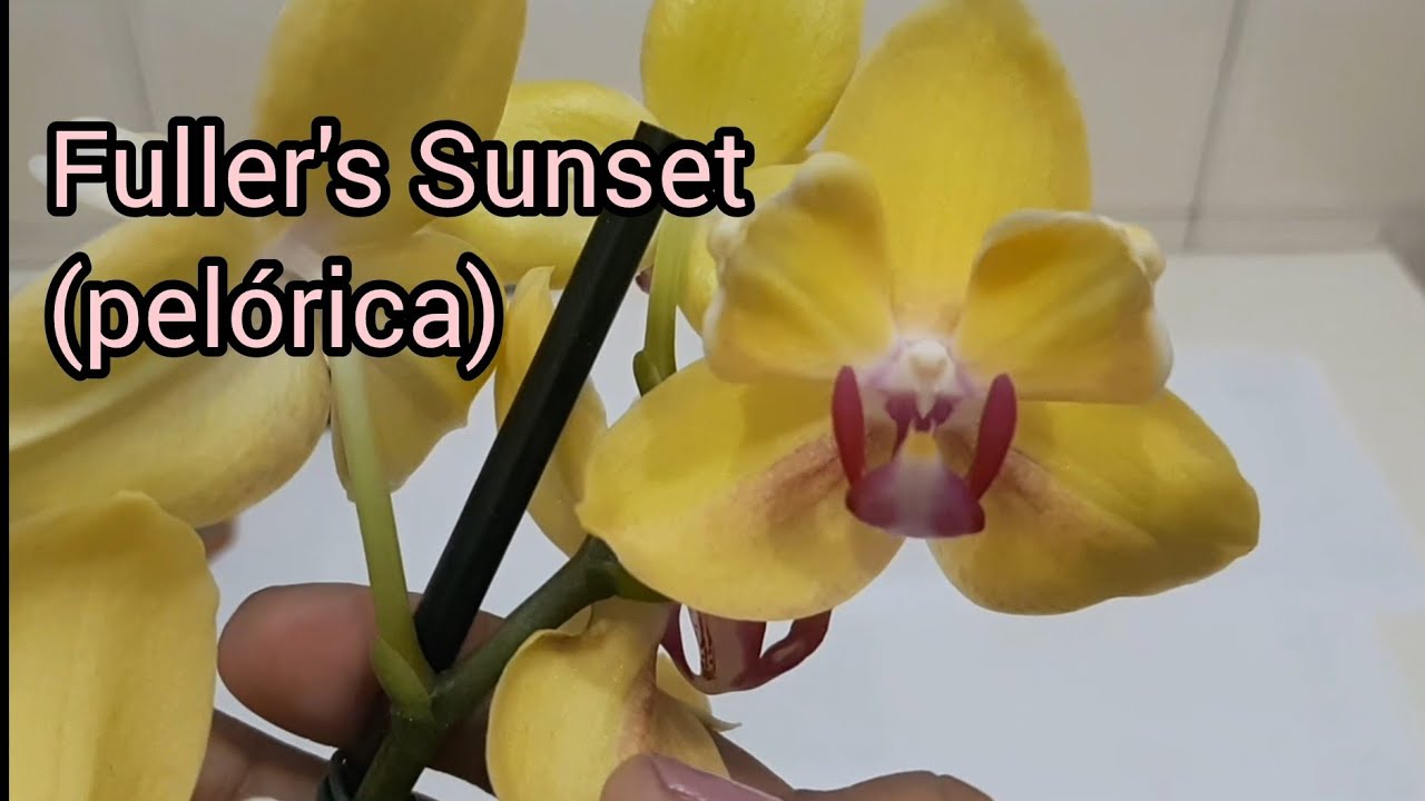 Replante da Phalaenopsis Fuller's Sunset pelórica