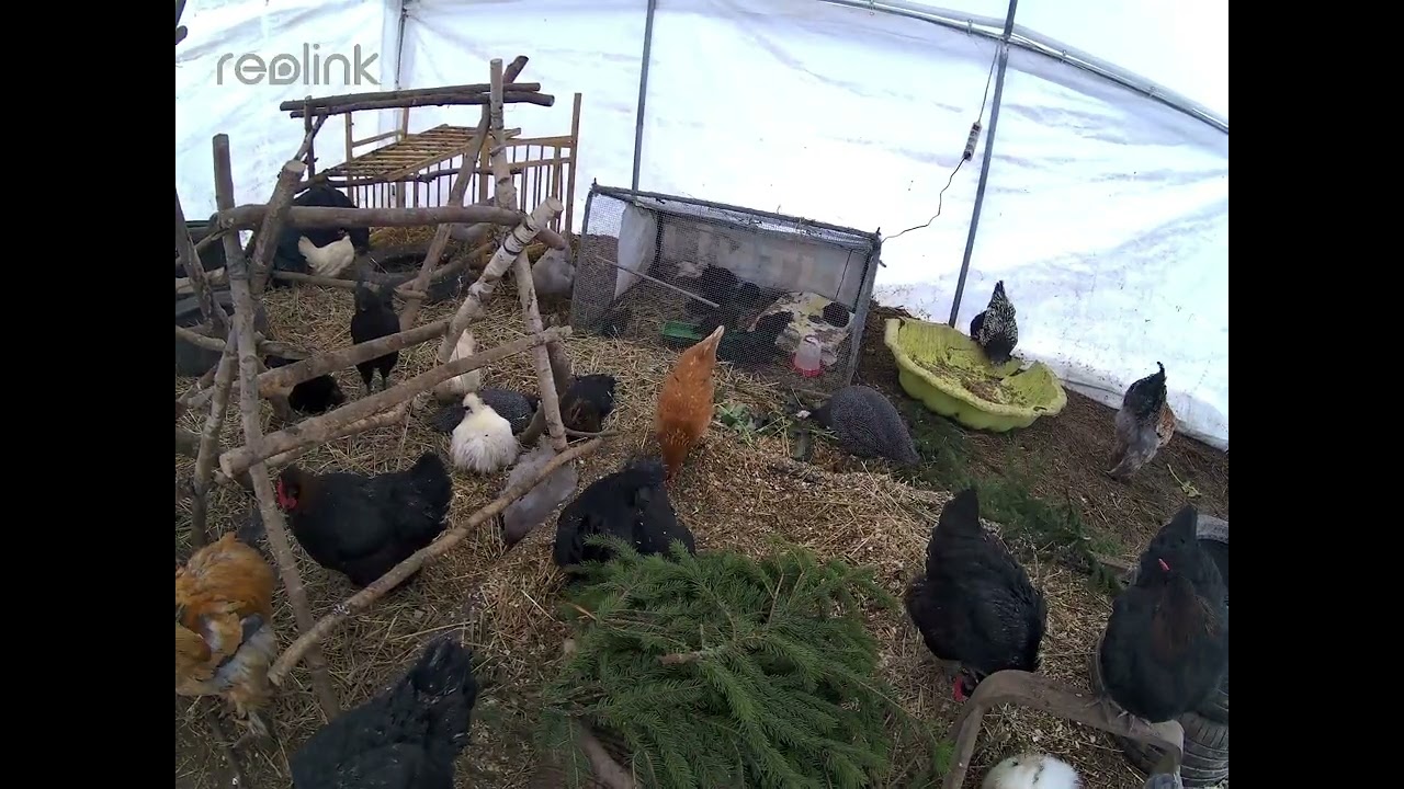 Video rilassante in fattoria 🐔 Nutrire le galline/Entspannungsvideo Bauernhof 🐔 Hühner füttern