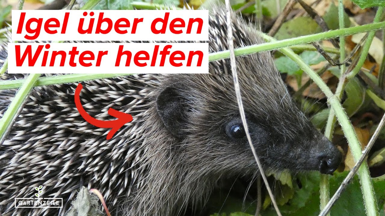 Igel &uuml;ber den Winter helfen - Darauf solltet ihr achten! Igel im Garten halten!