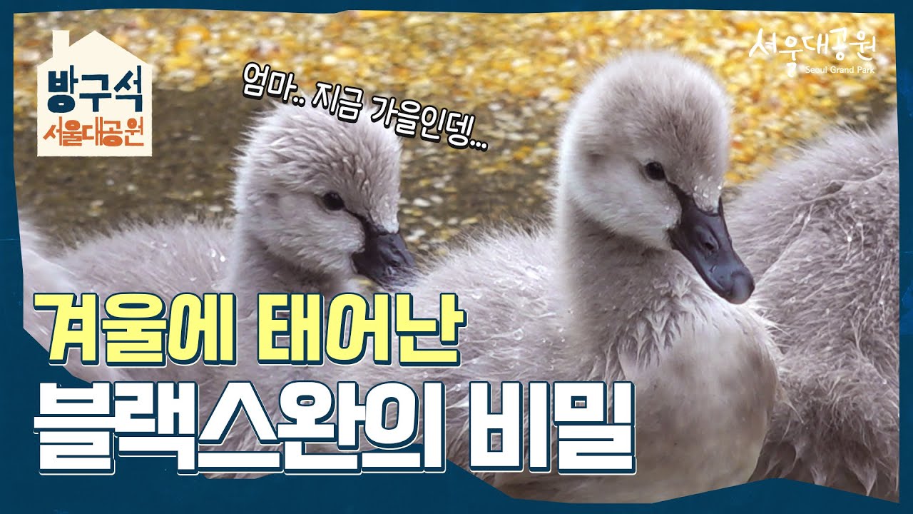 너희들 왜 이렇게 귀여운고니...? 블랙스완의 뽀시래기 시절! 검은고니 일곱 마리가 태어났어요ㅣ방구석 서울대공원