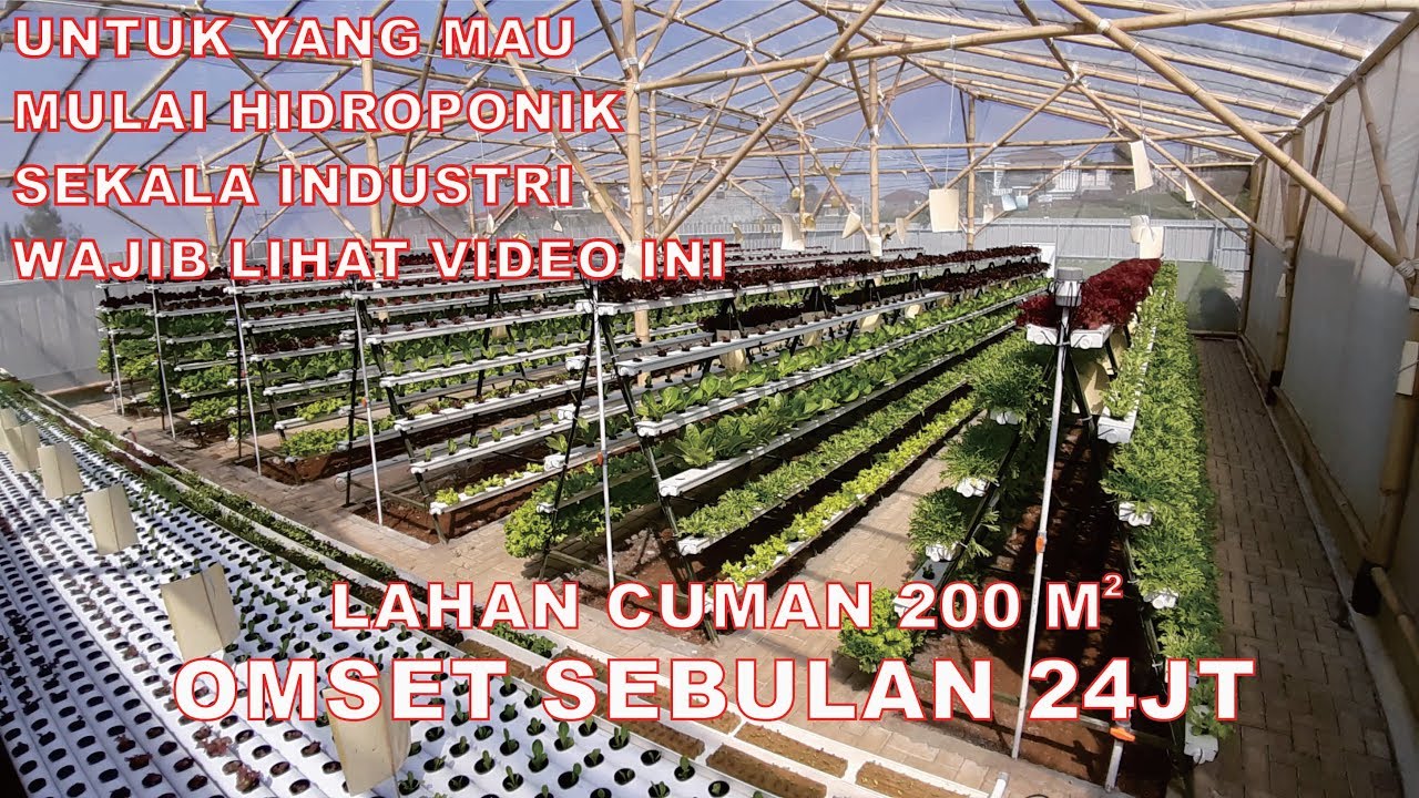 Tips dari pembenihan sampai panen untuk hidroponik sekala industri