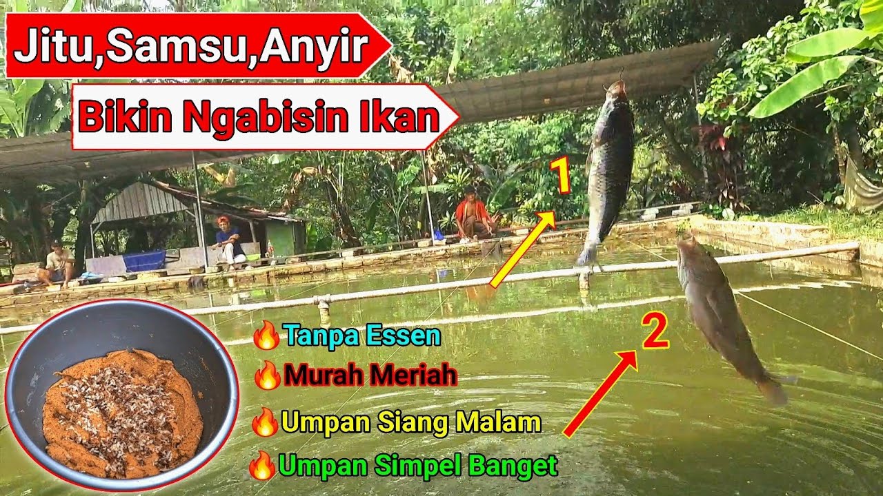 DOBEL STRIKE !! Umpan simpel pelet jitu sangat potensial untuk mancing ikan mas