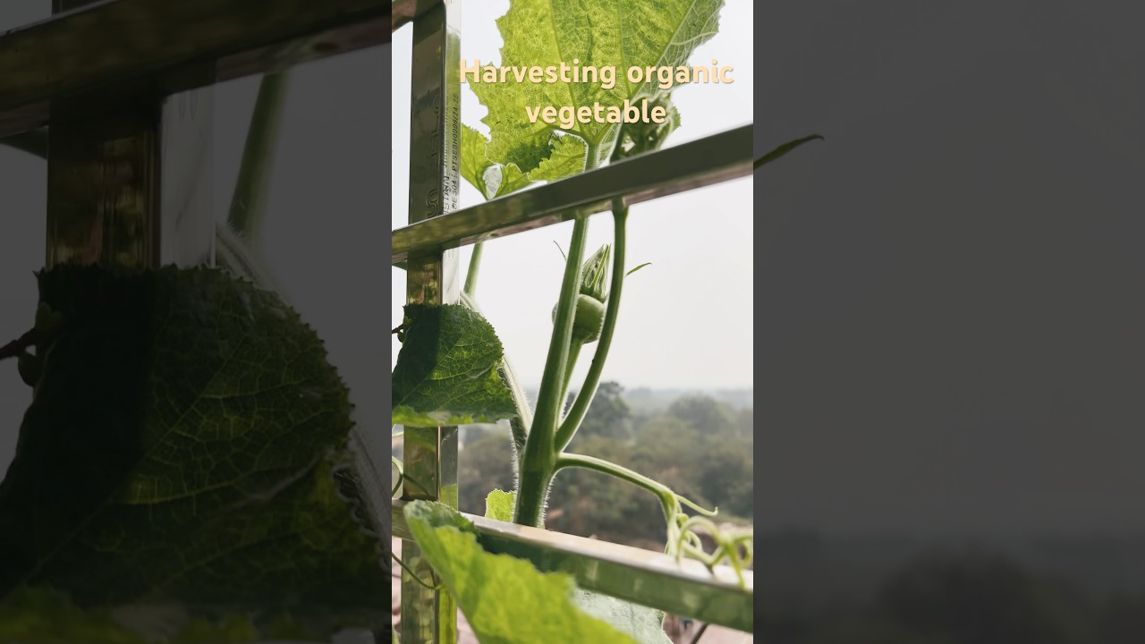 Organic vegetable harvesting in my balcony, low space 